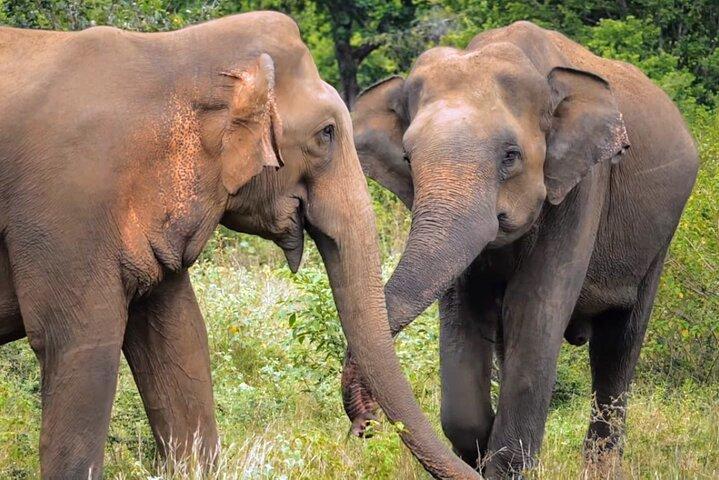Sri Lanka 7 Days Sightseeing Tour-pakket