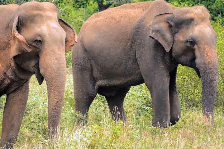 Sri Lanka 7 Days Sightseeing Tour-pakket