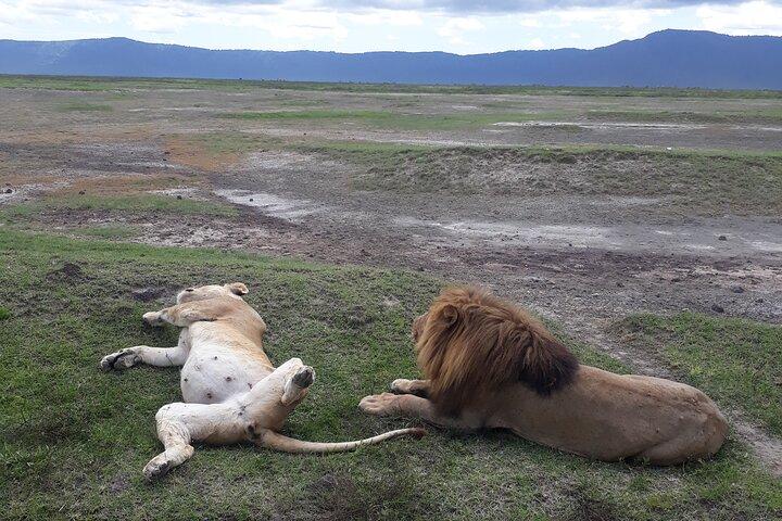 Tagesausflug zum Ngorongoro-Krater