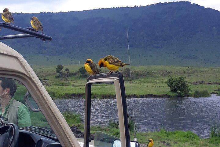 Tagesausflug zum Ngorongoro-Krater