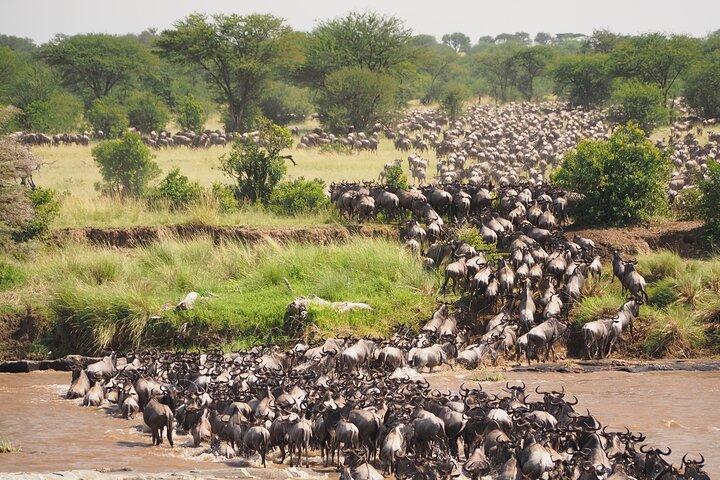 Visite privée de 2 jours dans le Masai Mara avec prise en charge