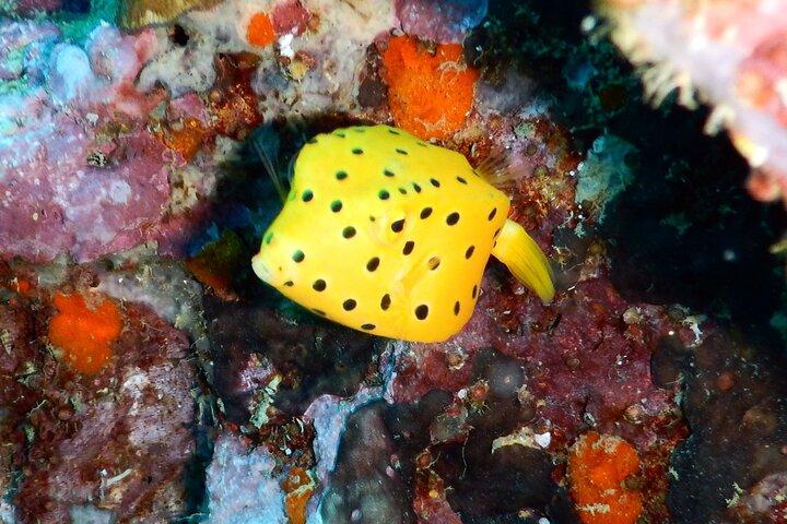 認定ダイバー向けダイビングツアー： セイルロックまたはタオ島