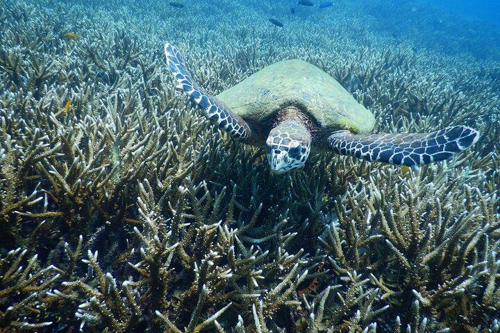 認定ダイバー向けダイビングツアー： セイルロックまたはタオ島