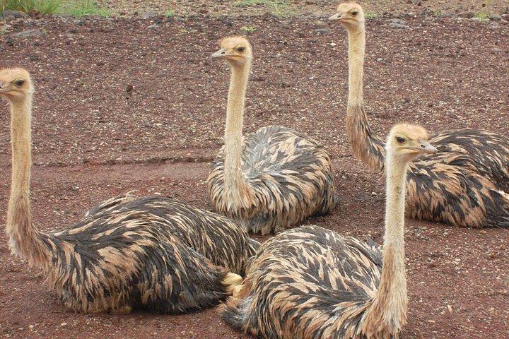 Awash National Park Tours