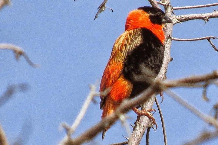 Awash National Park Tours