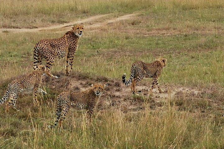 ナイロビ発ケニア・タンザニアバジェットプライベートサファリ12日間