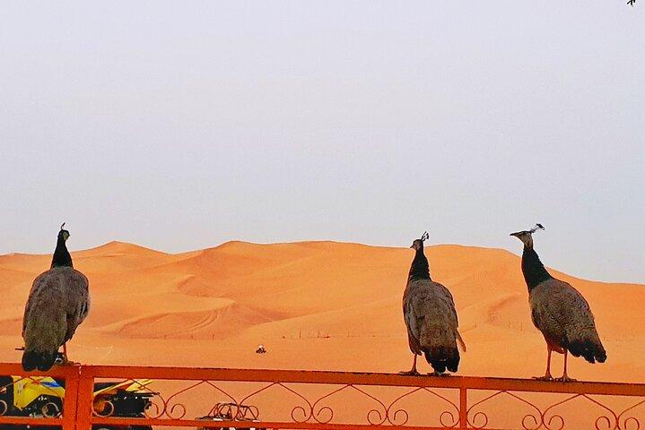 Safari do Deserto Premium com jantar de churrasco