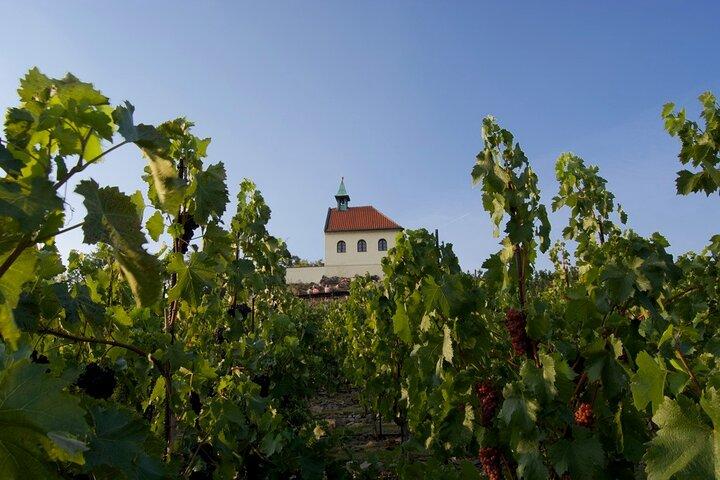 2,5-timmars Prag Vinprovning Vandringstur