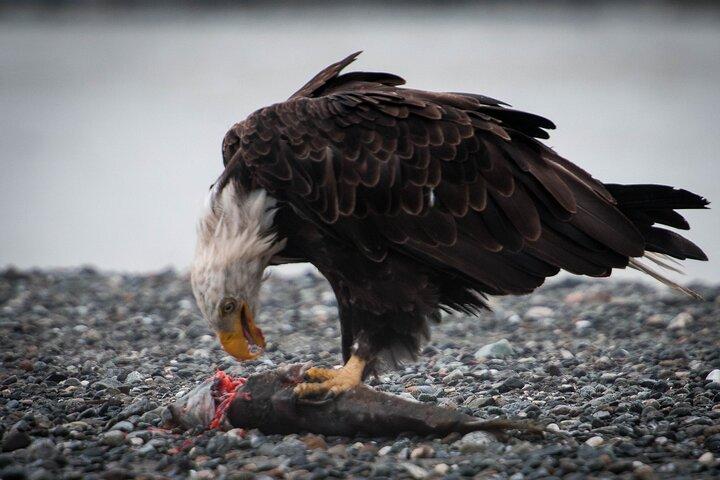 Privé-groep Eagle Preserve Float Trip in Haines