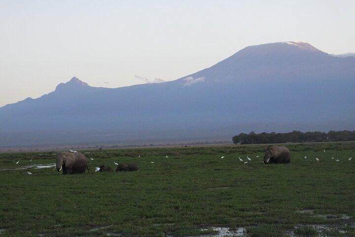 Excursion d'une journée au parc national d'Amboseli