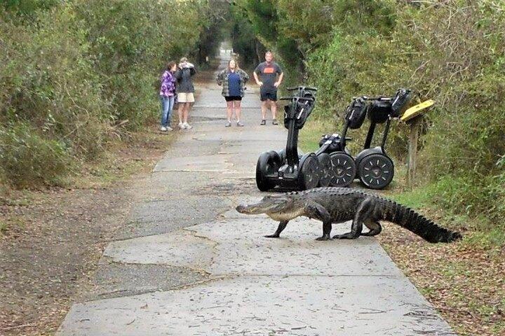 Tour guidato in Segway di 2 ore dell'Huntington Beach State Park a Myrtle Beach