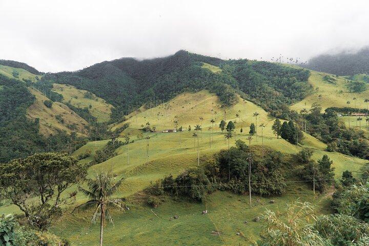 Dia inteiro escalando Cocora Valley com almoço