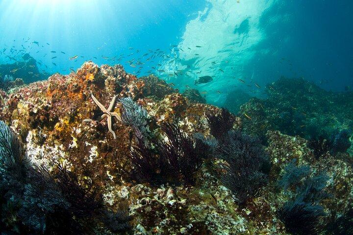 3-Tank Scuba in Marine Reserve and Corridor for Certified Divers
