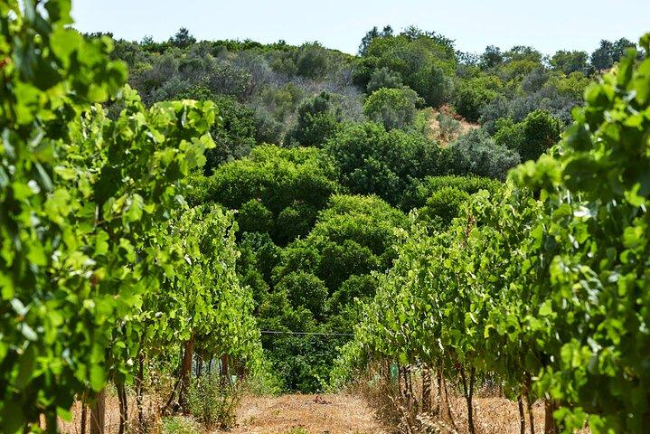 Weinprobe im Weingut Algarve