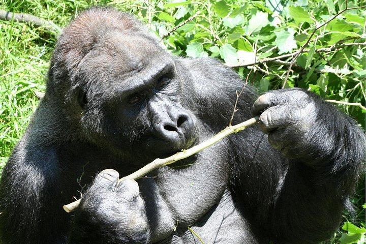 Gorilla Tracking & Batwa Culture Experience