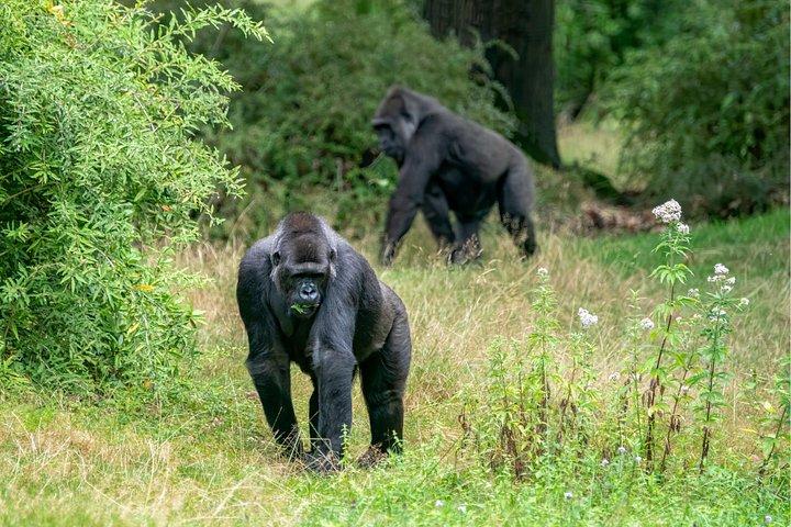 Gorilla Tracking & Batwa Culture Experience