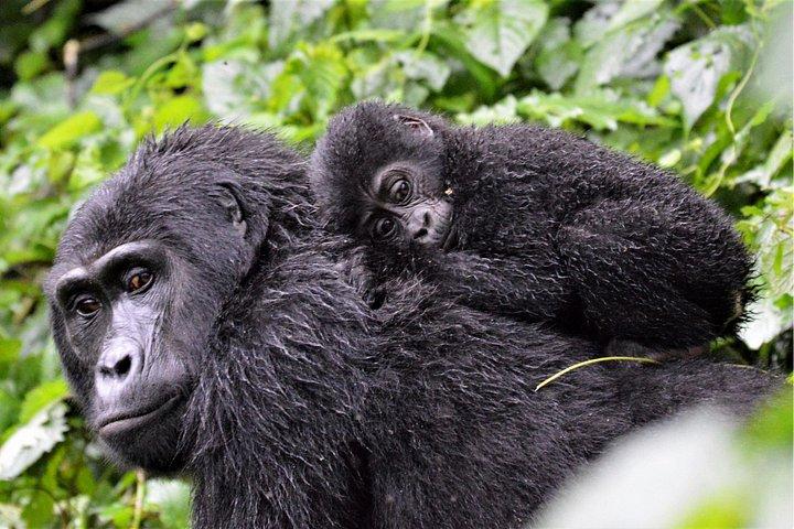 Gorilla Tracking & Batwa Culture Experience