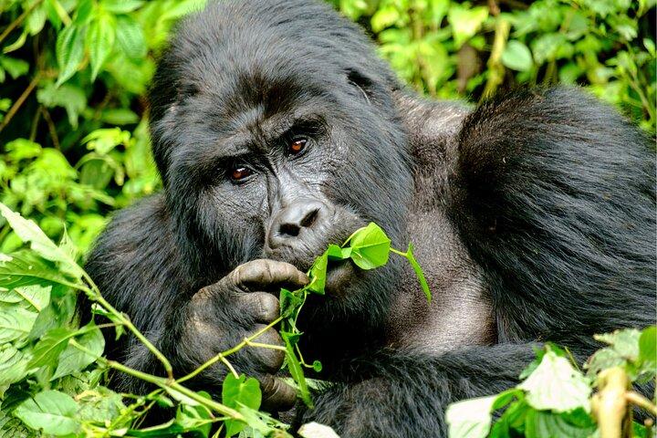 Gorilla Tracking & Batwa Culture Experience