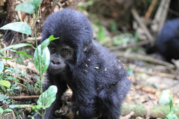Gorilla Tracking & Batwa Culture Experience