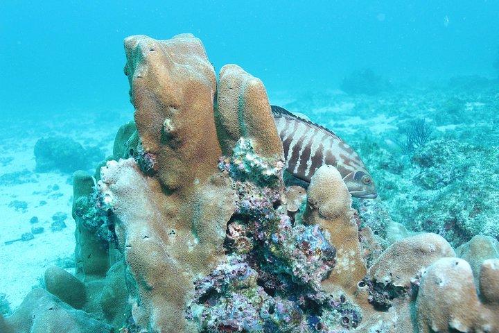 スキューバダイビングプエルトバジャルタ海底アルコスまたはマリエタス
