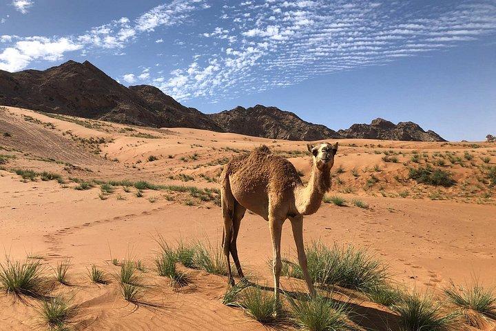 Reise ins Herz der Emirate