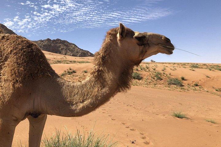 Reise ins Herz der Emirate
