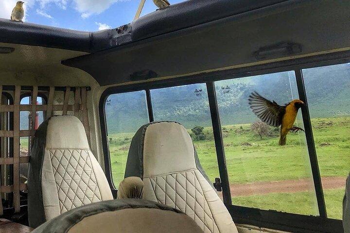 8-dages Tanzania privat safaritur med afhentning i lufthavnen
