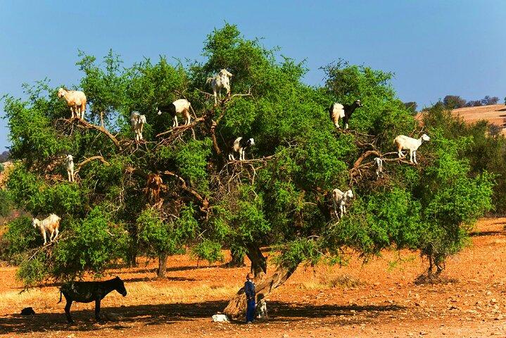 Privat dagstur til Essaouira og Argan Forest fra Marrakech
