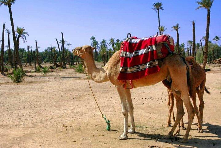 Sunset Camel Ride avec pause thé dans la palmeraie de Marrakech