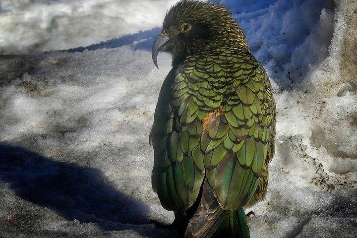 Mt Cook Tour e Ultimate Alpine Experience Combo da Queenstown