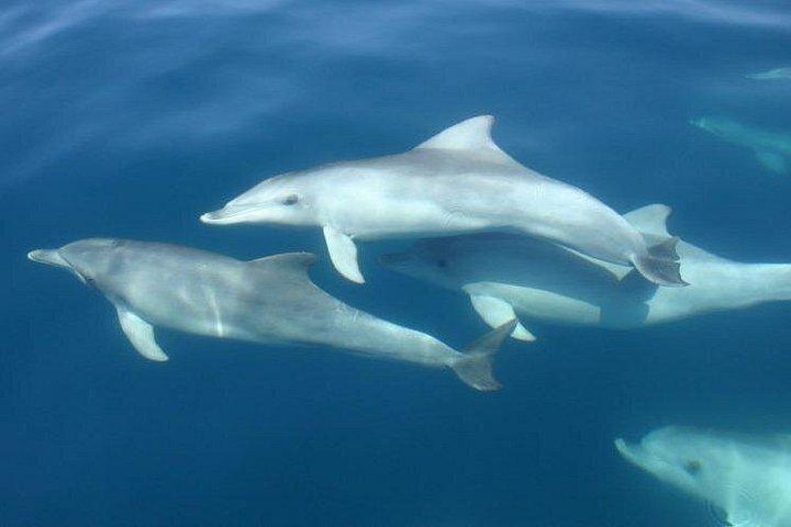 Observación de delfines al atardecer TODO INCLUIDO de 3 horas desde Medulin onSandra