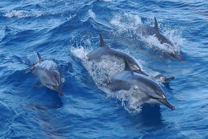 Cruzeiro de observação de golfinhos com Observatório Submarino