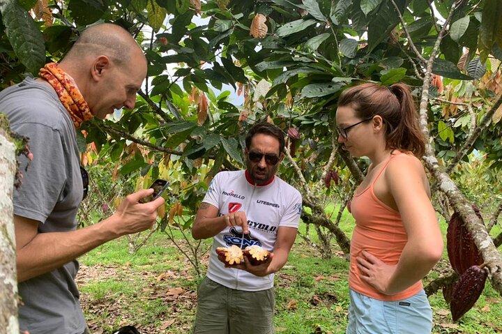 Granja de cacao y degustación de chocolate con visita al desierto de Jubones
