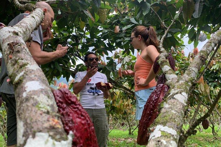 Granja de cacao y degustación de chocolate con visita al desierto de Jubones
