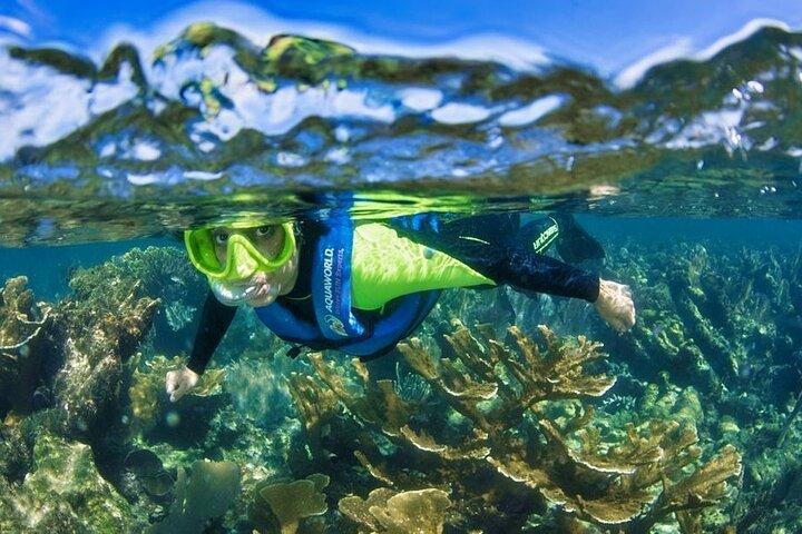 Experiencia de snorkel en el arrecife de Nizuc