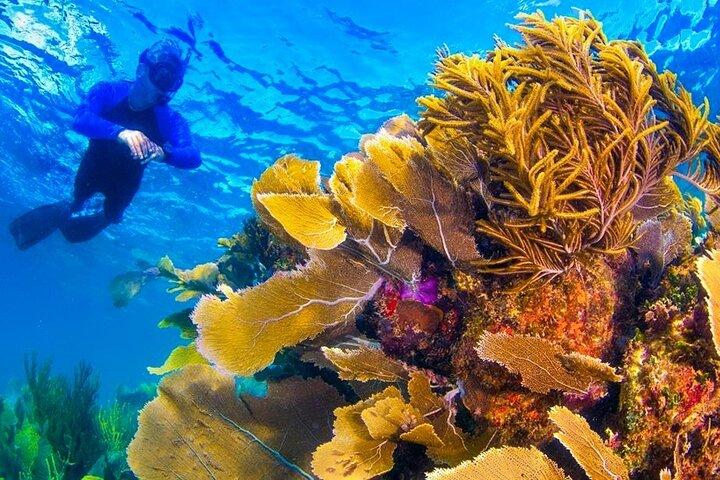 Experiencia de snorkel en el arrecife de Nizuc