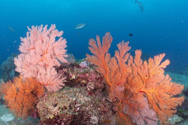 Mergulho de 2 dias Similans de Phuket