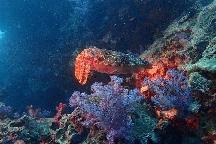 Viaje de buceo Racha Yai desde Phuket