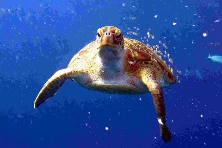 プーケットからのラチャ ノイとラチャ ヤイでの共有旅行でのプライベート ダイビング。ランチ