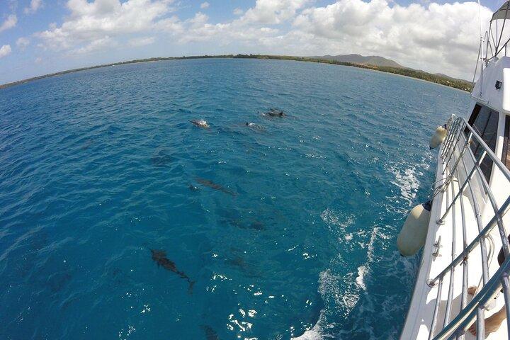 Cruzeiro de observação de golfinhos com Observatório Submarino