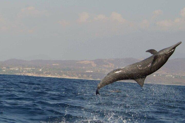Osservazione dei delfini e delle balene a Puerto Escondido