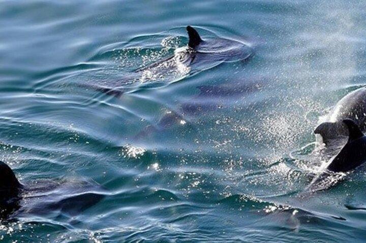 Nage avec des dauphins sauvages à Hurghada