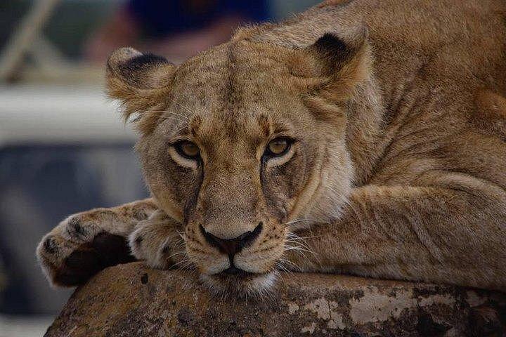ナイロビ国立公園、キリン センター、カレン ブリクセン博物館