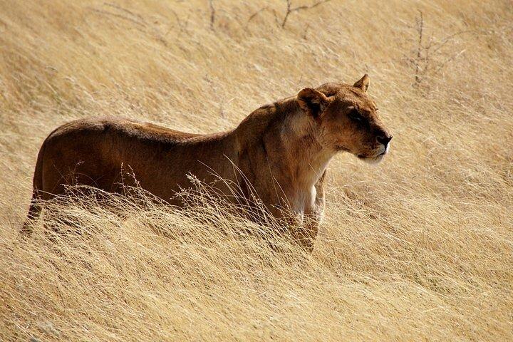 ナイロビ国立公園、キリン センター、カレン ブリクセン博物館