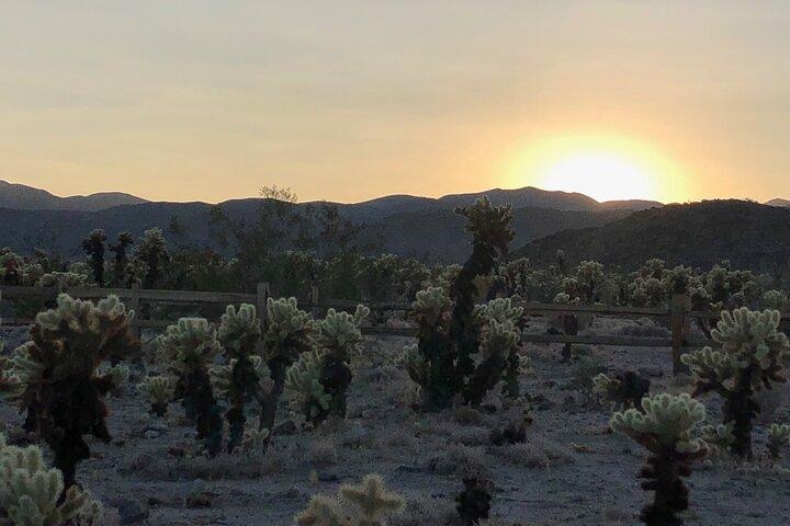 Joshua Tree National Park Paved Road Tour