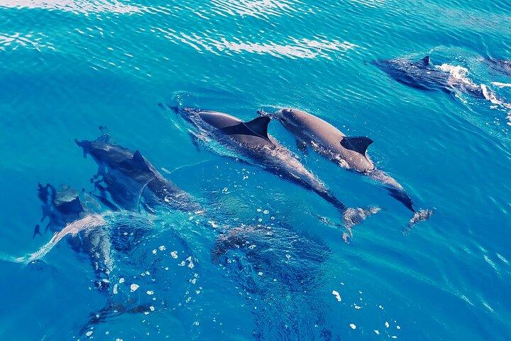 Oahu: nadar com golfinhos na costa oeste
