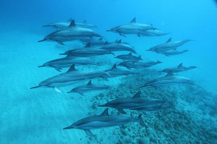 イルカと泳ぐ＆ウミガメシュノーケル