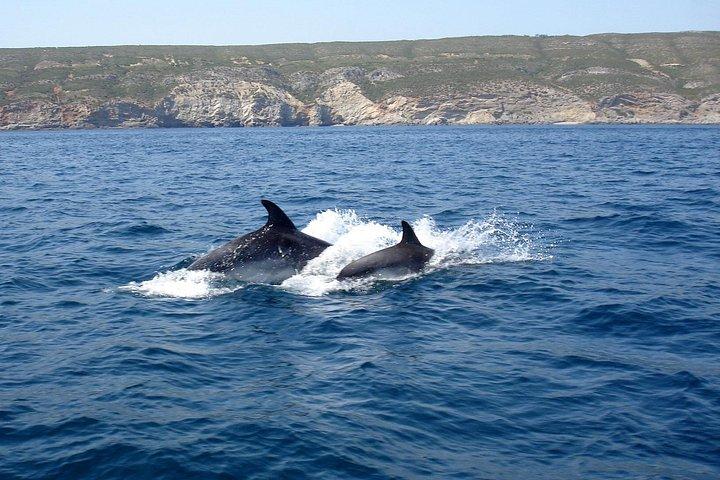 Sesimbra - Dolphins c/ Marine Biologist + Quick Embarkation