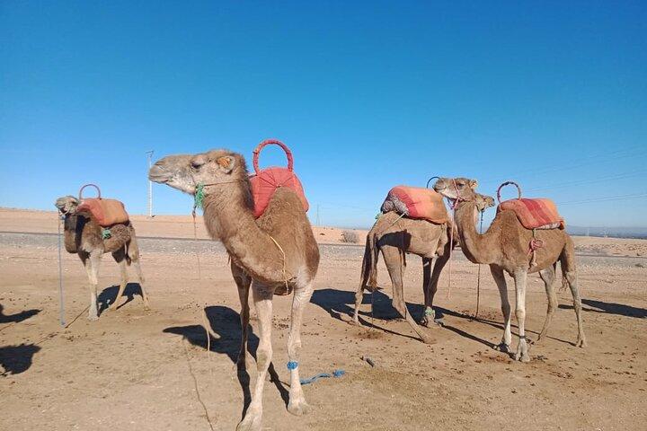 Sunset Camel Ride in Agafay Desert