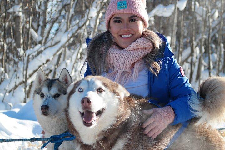無料送迎：犬ぞり、フェアバンクスで無料写真付き